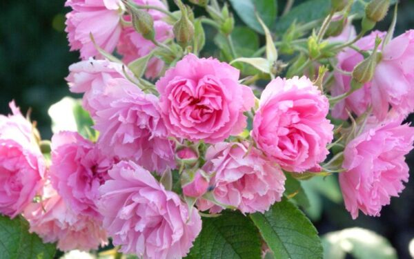 Rosa Nelken