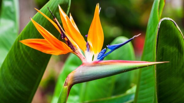 Bird of Paradise